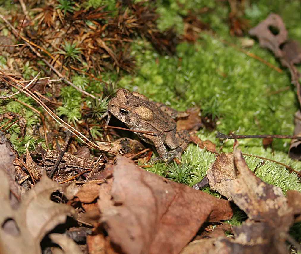 Am.-Toad-005 - North Branch Land Trust (NBLT)