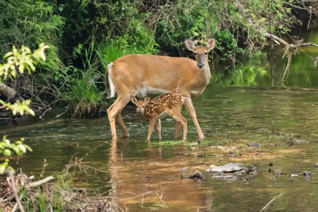 Nature Photography Day: The Susquehanna North Branch