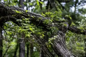 Appreciating Public Land Managers