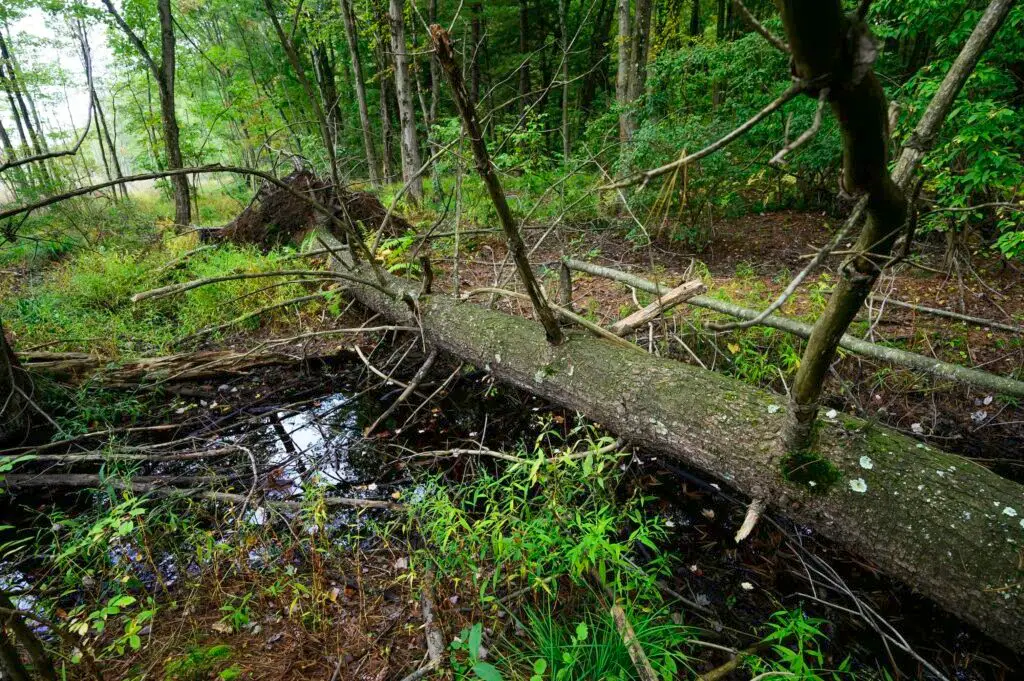 DEV_0178 - North Branch Land Trust (NBLT)