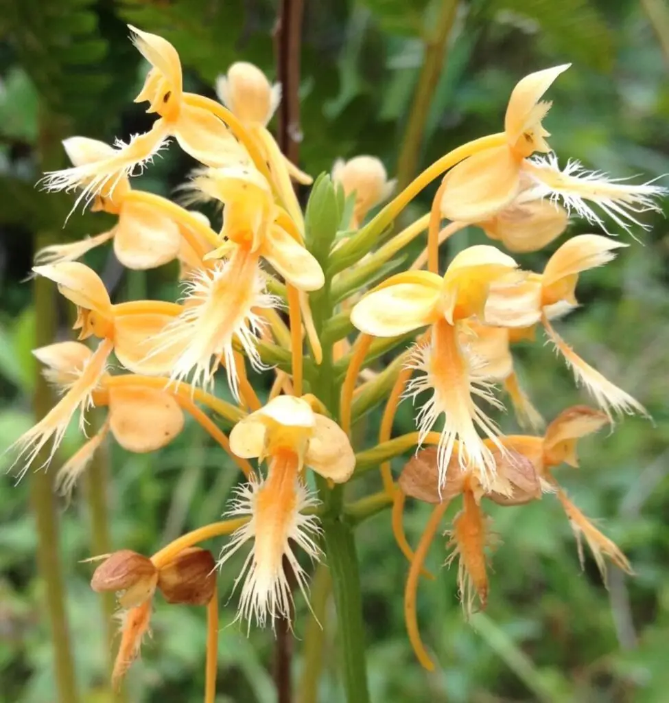 Hybrid-orchid-Emily-Rogers-981x1030 - North Branch Land Trust (NBLT)