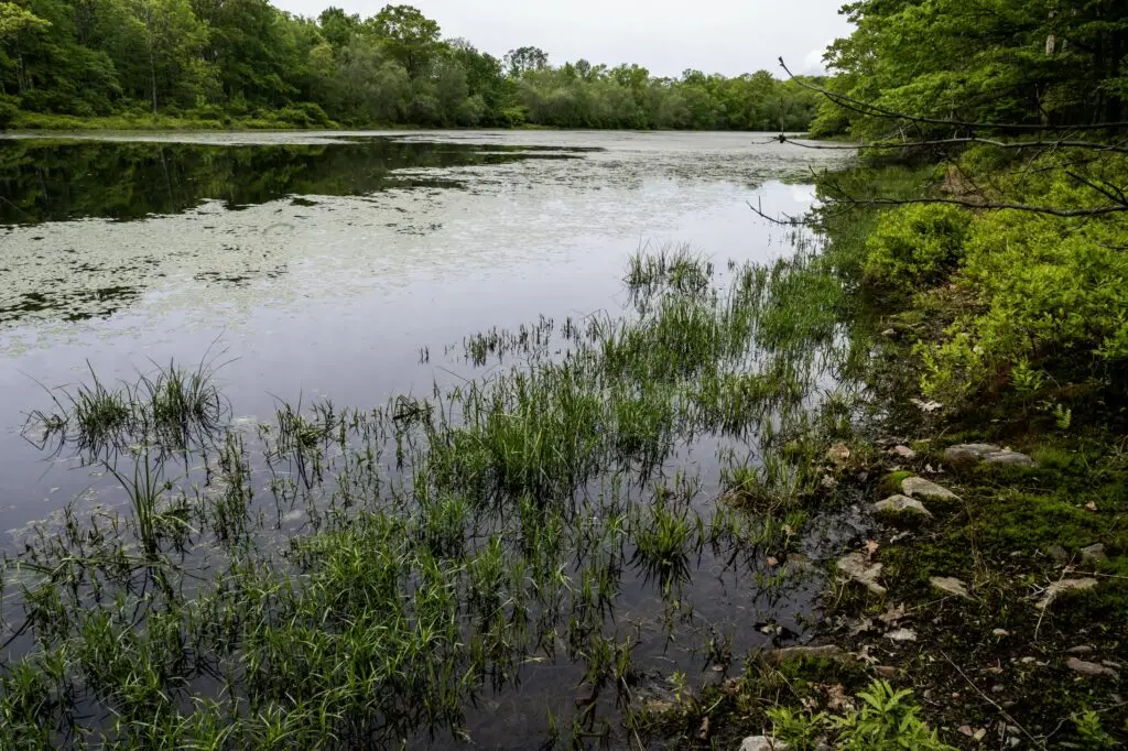 M0D_1381 copy-min - North Branch Land Trust (NBLT)