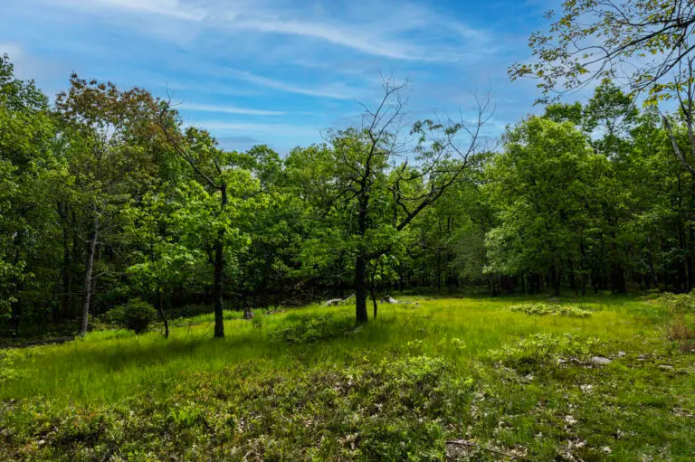 Picton Spring 2025 (51) - North Branch Land Trust (NBLT)