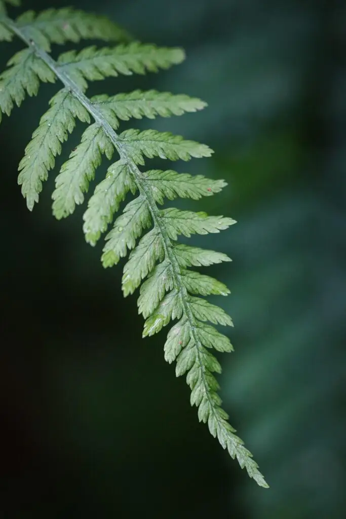 Anyone Can Identify