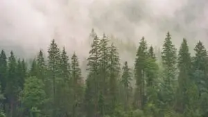 From our friends at PA DCNR Bureau of Forestry