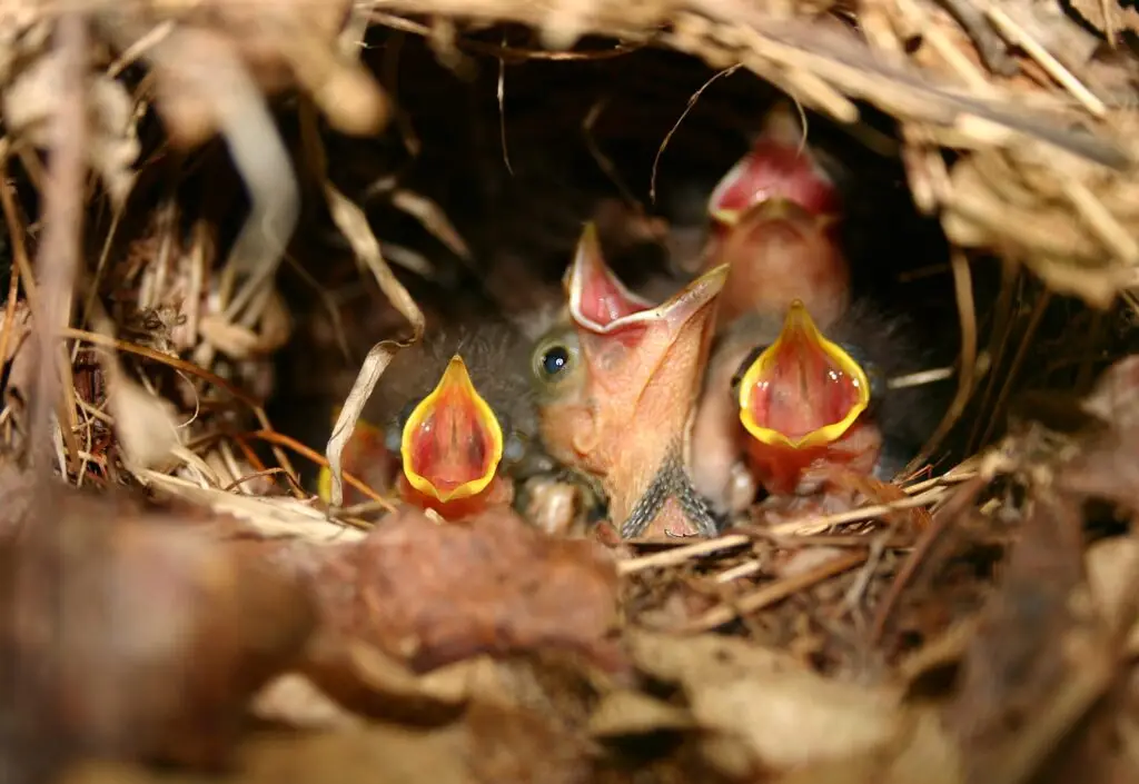 ovenbird-chicks-scaled - North Branch Land Trust (NBLT)