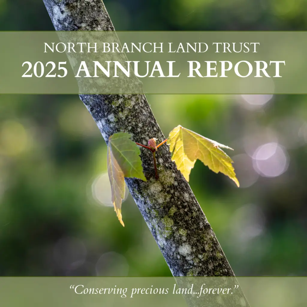 Close-up of a mossy tree branch with young leaves; cover for North Branch Land Trust 2025 Annual Report with the slogan 'Conserving precious land...forever.'