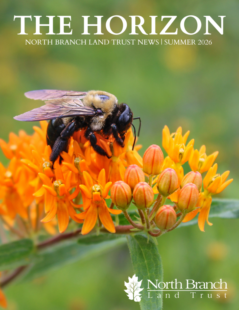 Close-up of a bee on bright orange flowers, with a blurred green background and the 'THE HORIZON' title visible at the top center.